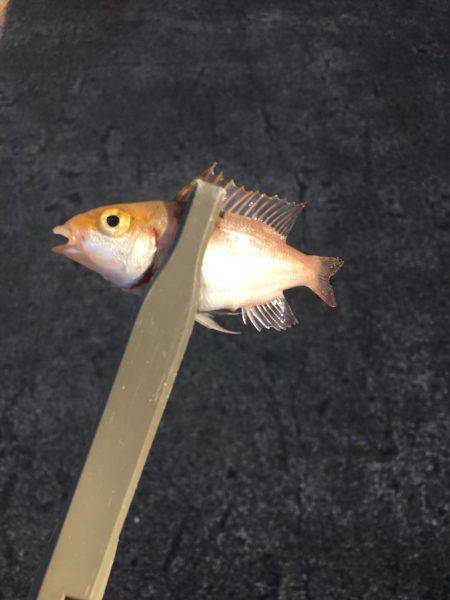 ファミリーフィッシング