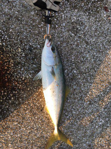 ハマチ◯ タチウオ✖️