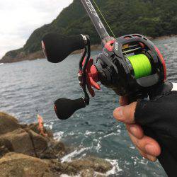 地磯ウツボだらけ