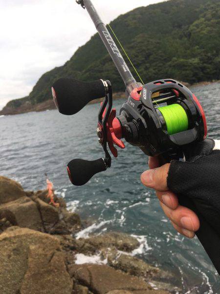 地磯ウツボだらけ