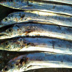 阿南市の辰巳でタチウオ好調