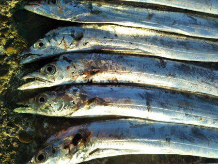 阿南市の辰巳でタチウオ好調