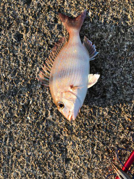 カレイを狙いましたが…