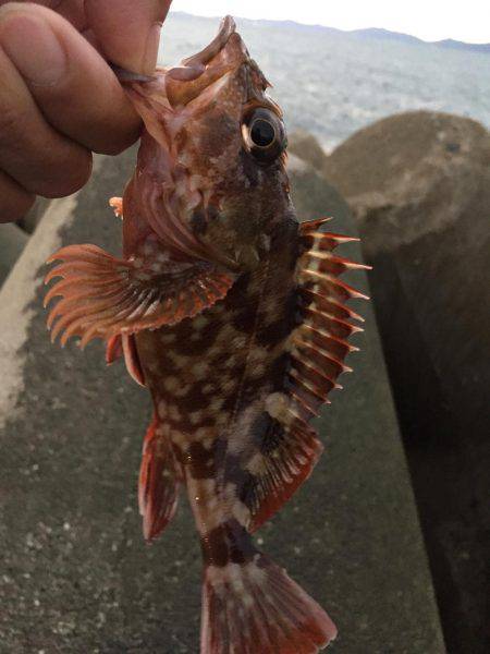 ガシラ カサゴ アラカブ 呼び名色々