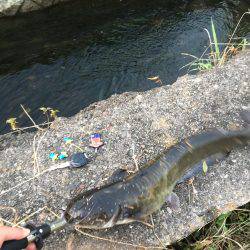 まだまだトップ