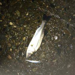 月明かりと潮動かず厳しかった