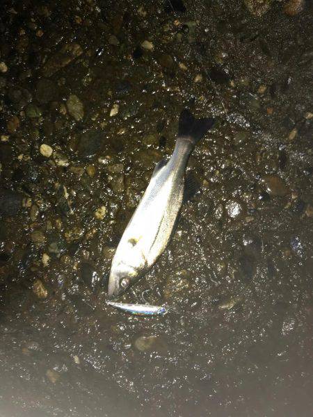 月明かりと潮動かず厳しかった