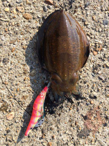 コウイカ狙って