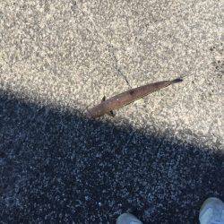 武庫一にて朝練