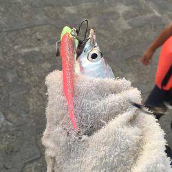 ただ巻きワインド