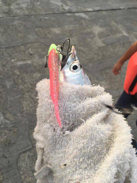 ただ巻きワインド