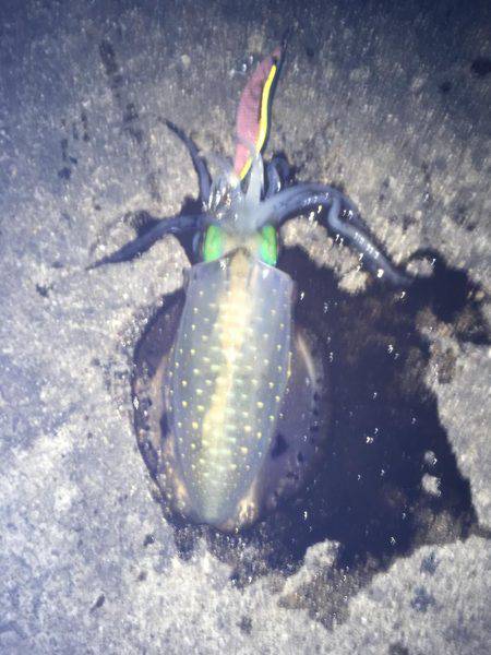 サイズに恵まれなく