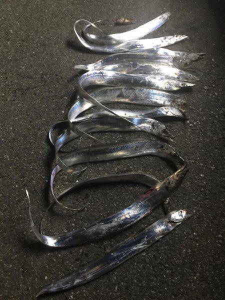 エサは渋めもルアーは⁉️