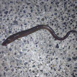 久しぶりのアジュールで釣行！！