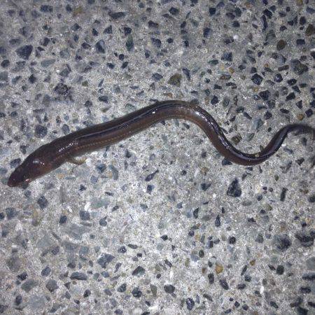 久しぶりのアジュールで釣行！！