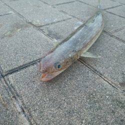 連チャンポーズからの中アジ♫