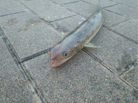 連チャンポーズからの中アジ♫