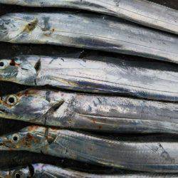 阿南市の辰巳でタチウオ好調