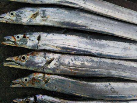 阿南市の辰巳でタチウオ好調