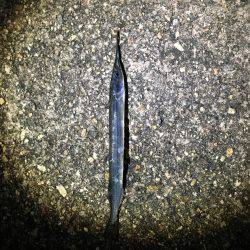 ナイトシーバス?