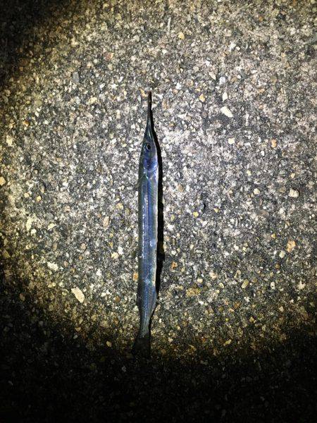 ナイトシーバス?