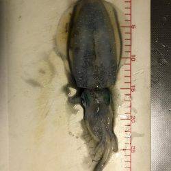 仕事帰りにエギング