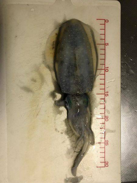 仕事帰りにエギング