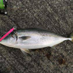 ボイルからのハマチ！