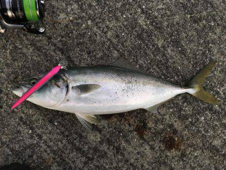 ボイルからのハマチ！