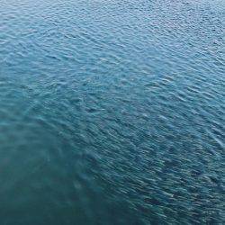 釣れるべくして