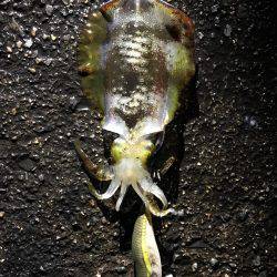 今年釣りデビュー