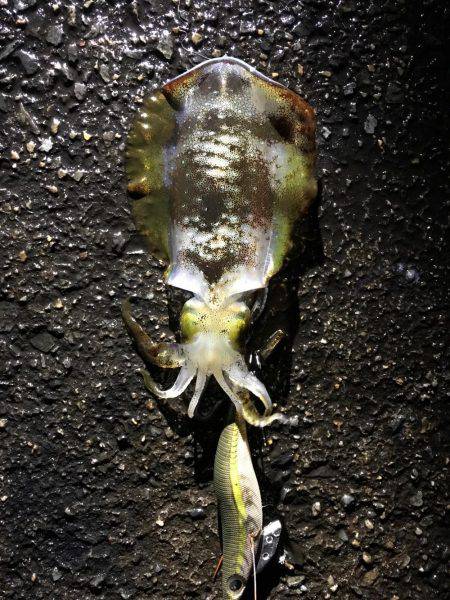 今年釣りデビュー