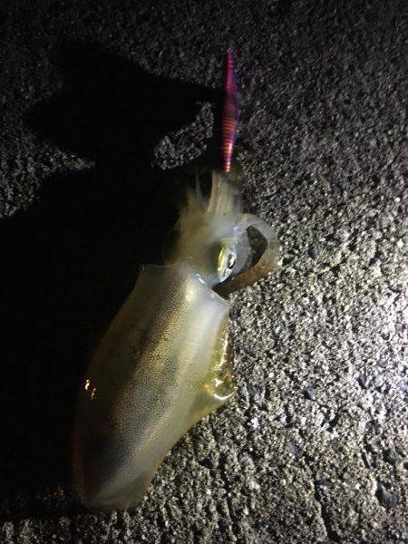 エギングIn淡路島