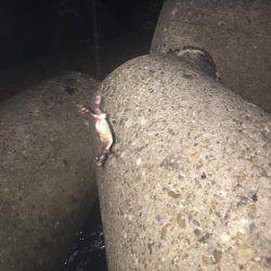 やっと釣れたよ