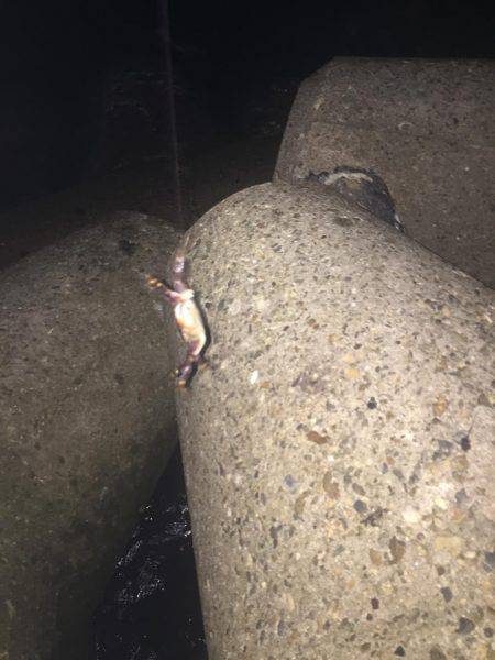 やっと釣れたよ