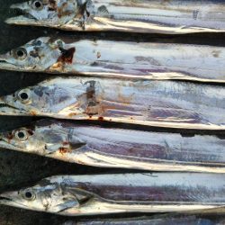 阿南市の辰巳でタチウオ好調