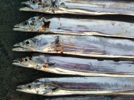 阿南市の辰巳でタチウオ好調