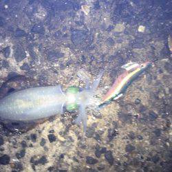 ややいいサイズ