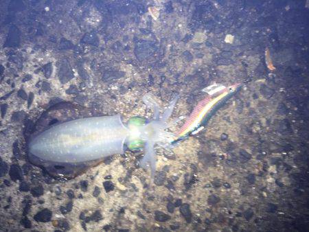 ややいいサイズ