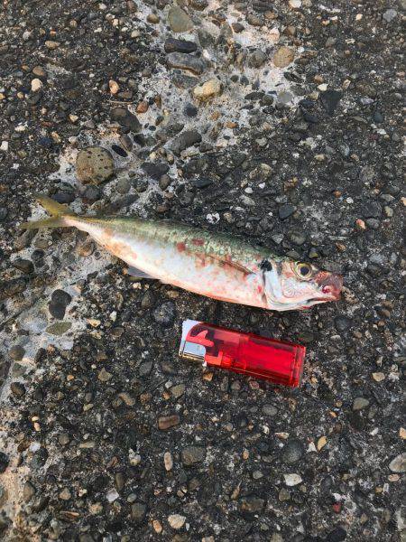 嬉しさの後の悲劇、、、