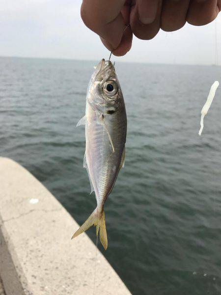 アジング&ショアジギ