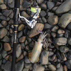 大里松原海岸 アオリイカ 2杯卍