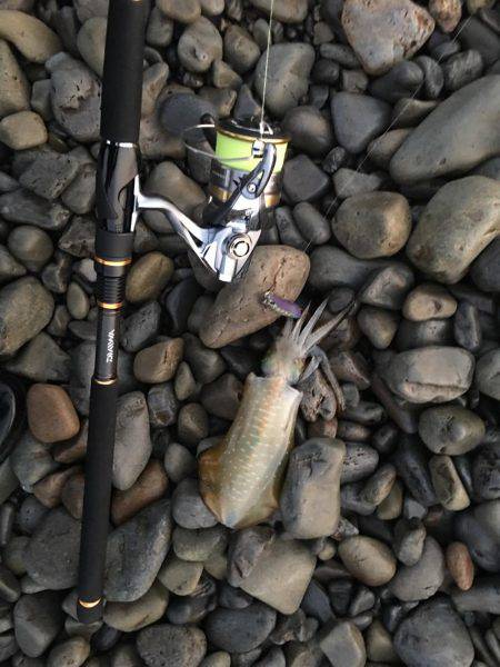 大里松原海岸 アオリイカ 2杯卍