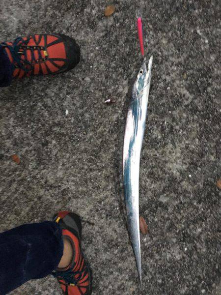 アメ時々タチウオ