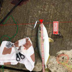 小雨の中 初のツバス×2