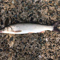 福吉漁港で朝からジギング