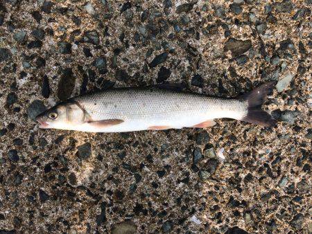 福吉漁港で朝からジギング