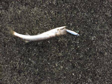 宿毛市 新港にて6時から10時まで