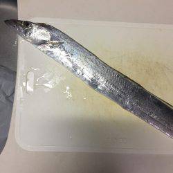 青物はどこだー