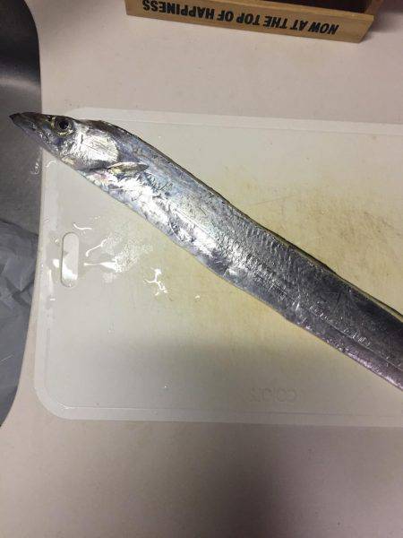 青物はどこだー